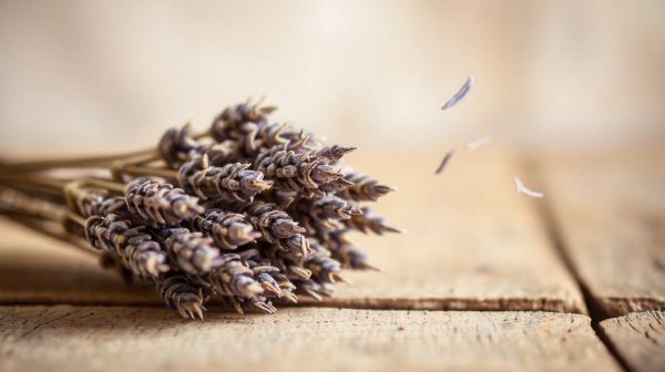 10 façons d'utiliser la lavande séchée pour un parfum unique